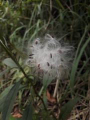 Asclepias curassavica