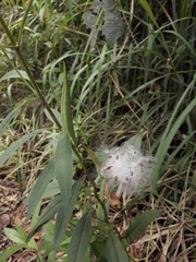 Asclepias curassavica