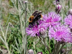 Bombus bellicosus