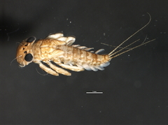 Leucrocuta maculipennis