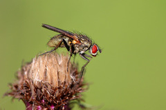 Hydrophoria lancifer