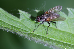 Hydrophoria lancifer