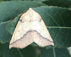 Neoterpes edwardsata