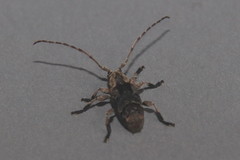 Hybolasius crista