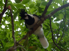 Cyanocorax dickeyi