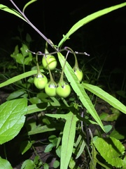 Solanum aviculare
