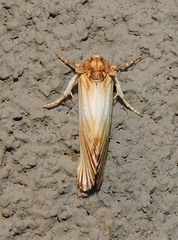 Eulithosia discistriga