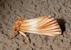 Eulithosia discistriga