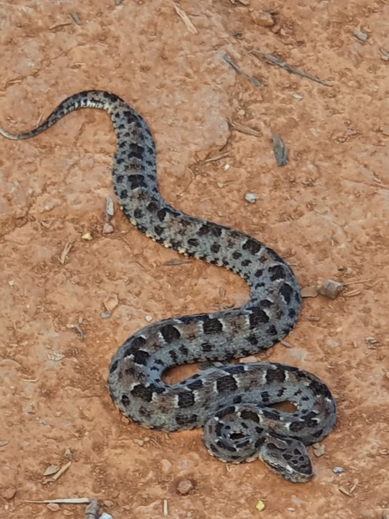 Marbled Lancehead