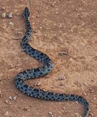 Bothrops marmoratus