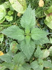 Urtica dioica
