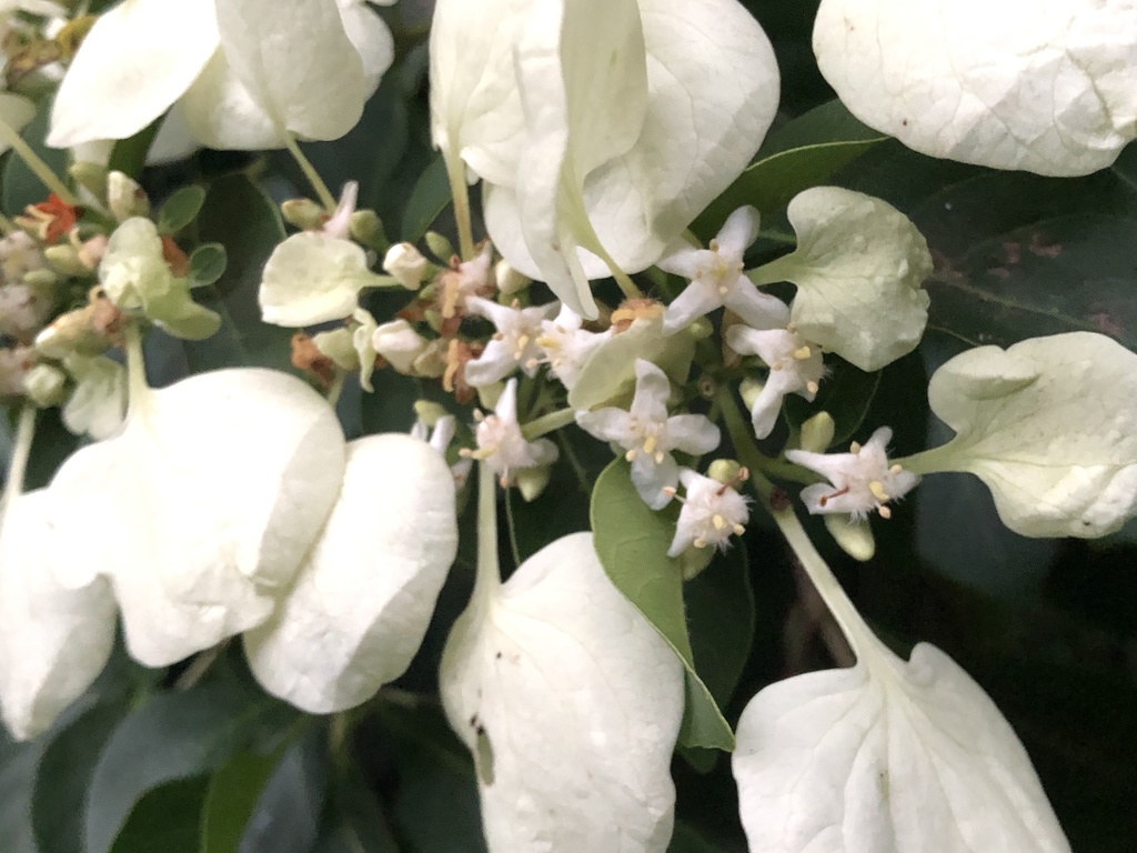 Calycophyllum