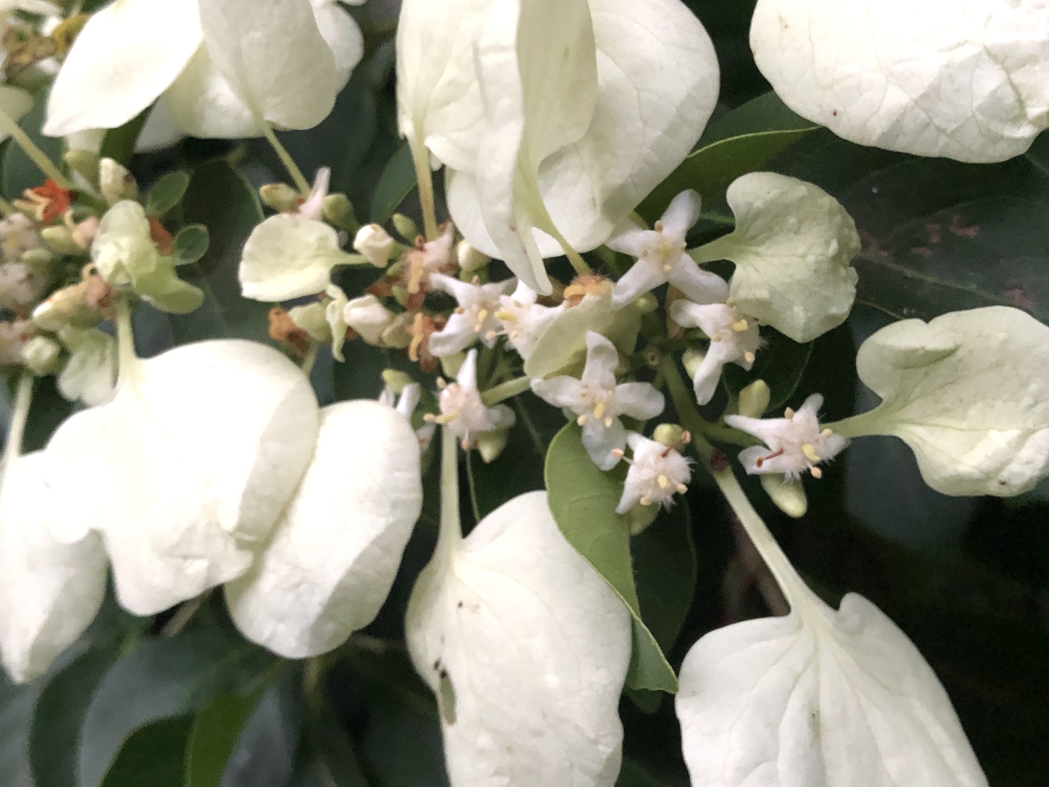 Calycophyllum