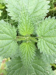 Urtica dioica