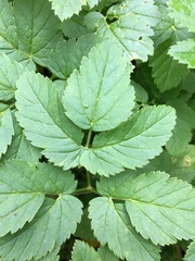 Aegopodium podagraria