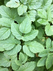 Aegopodium podagraria