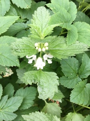 Lamium album