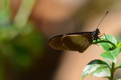 Acraea aganice aganice