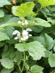 Lamium album