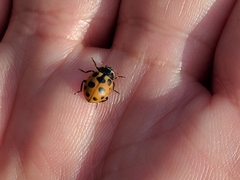 Ceratomegilla notata