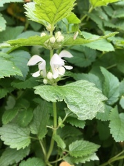 Lamium album