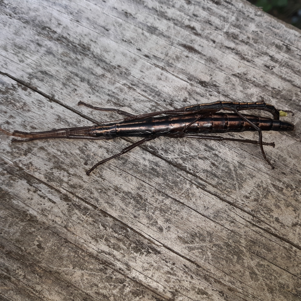 Two-striped walkingstick (Anisomorpha buprestoides)