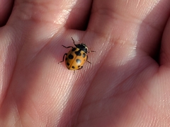Ceratomegilla notata