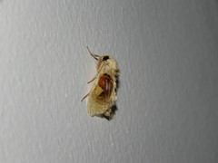 Arrhenophanes perspicilla
