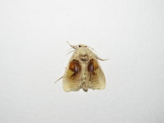 Arrhenophanes perspicilla