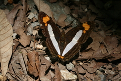 Adelpha paroeca