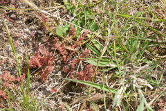 Crassula colligata colligata