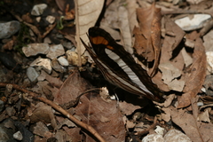 Adelpha paroeca