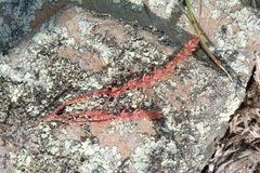 Crassula colligata colligata