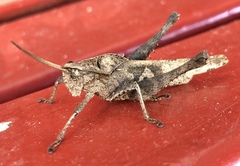 Xyleus discoideus venezuelae