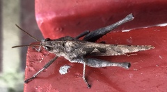 Xyleus discoideus venezuelae