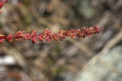 Crassula colligata colligata