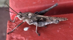 Xyleus discoideus venezuelae