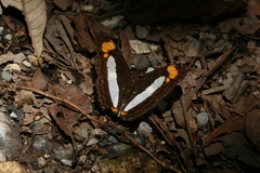 Adelpha paroeca