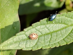 Anisosticta novemdecimpunctata