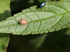 Anisosticta novemdecimpunctata