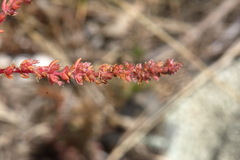 Crassula colligata colligata