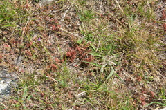 Crassula colligata colligata