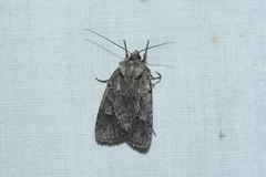 Sympistis dentata