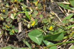 Trifolium micranthum