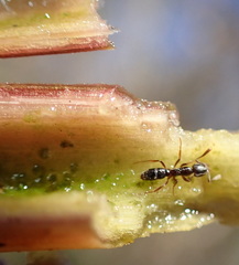 Hypoponera opaciceps