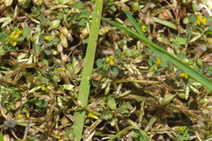 Trifolium micranthum