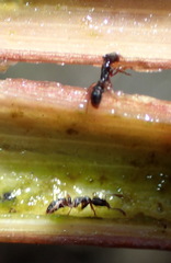 Hypoponera opaciceps