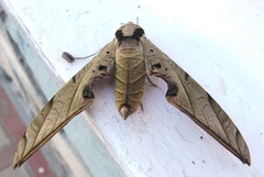 Protambulyx strigilis