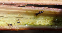 Hypoponera opaciceps