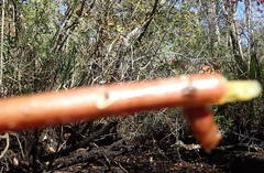 Hypoponera opaciceps